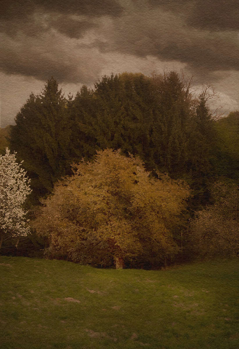 Garden and Trees, Trees, Säuleneiche, Quercus, winter